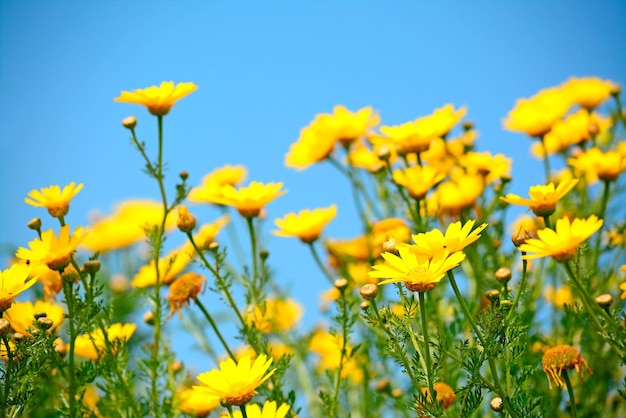 Flores amarillas bajo un cielo nublado