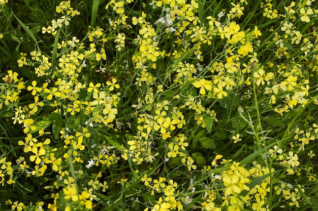 Flores amarillas de colza en el campo