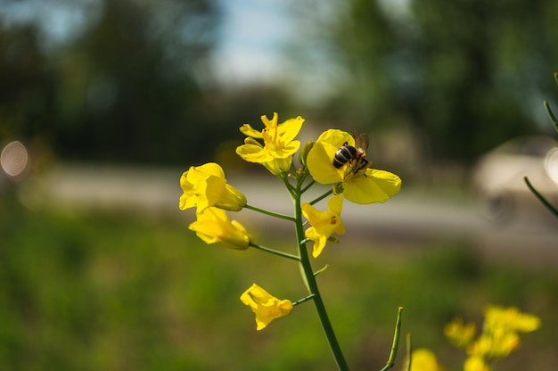 Flores amarillas de colza o canola cultivadas para el aceite de colza Campo de flores amarillas con abeja Primavera en Europa