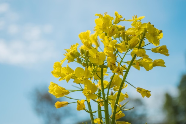 Flores amarillas de colza o canola cultivadas para el aceite de colza Campo de flores amarillas con cielo azul y nubes blancas Primavera en Europa