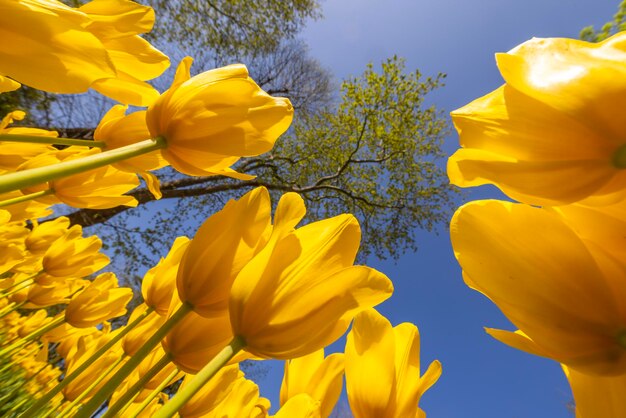 flores amarillas contra un cielo azul con un árbol en el fondo