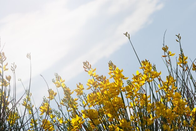 Flores amarillas contra un cielo azul con una nube y un sol brillante