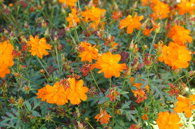 Flores amarillas del cosmos en un jardín de flores