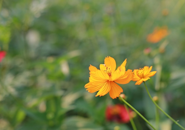 Flores amarillas del cosmos en el jardín