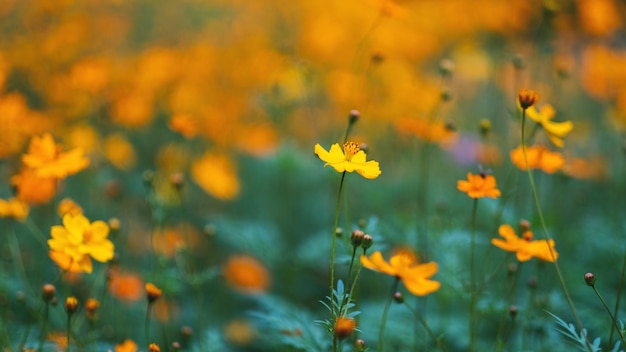 Flores amarillas del cosmos que florecen en el jardín