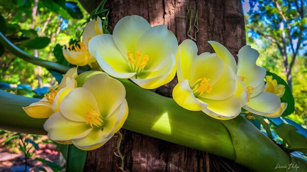 Foto las flores amarillas crecen en la enredadera