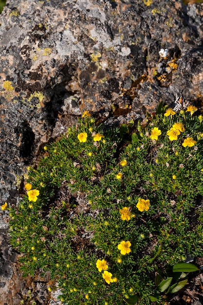 Las flores amarillas crecen sobre una piedra en la hierba