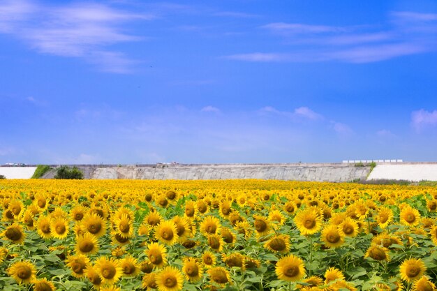 Foto flores amarillas creciendo en el campo contra el cielo