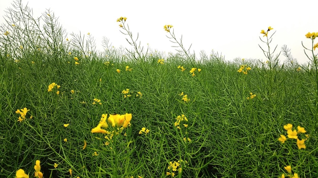 Foto flores amarillas creciendo en el campo