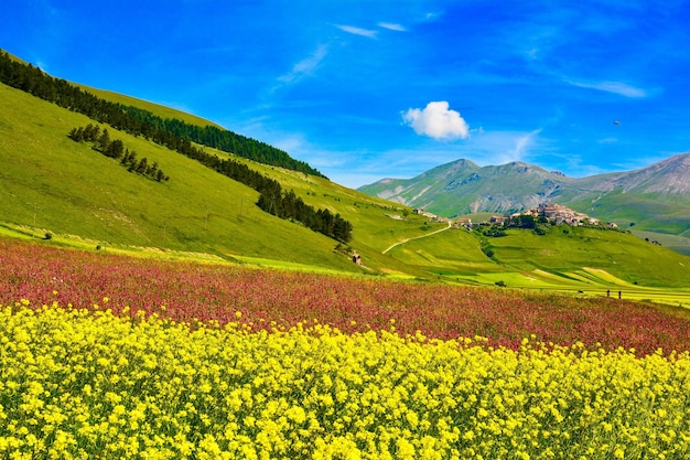 Flores amarillas creciendo en el campo