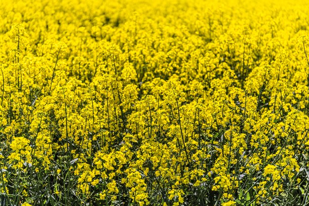 Foto flores amarillas creciendo en el campo