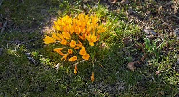 Flores amarillas de crocus flavus que crecen en un jardín soleado al aire libre Primer plano de un hermoso ramo de plantas con flores con pétalos vibrantes que florecen y florecen en un entorno natural durante la primavera