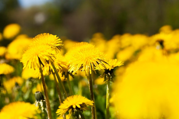 Flores amarillas de diente de león de cerca