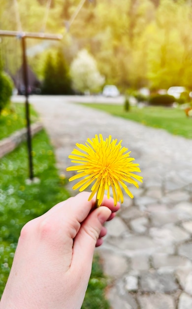 Flores amarillas diente de león en la mano Enfoque selectivo