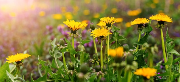 Flores amarillas de diente de león en un prado cuando hace sol