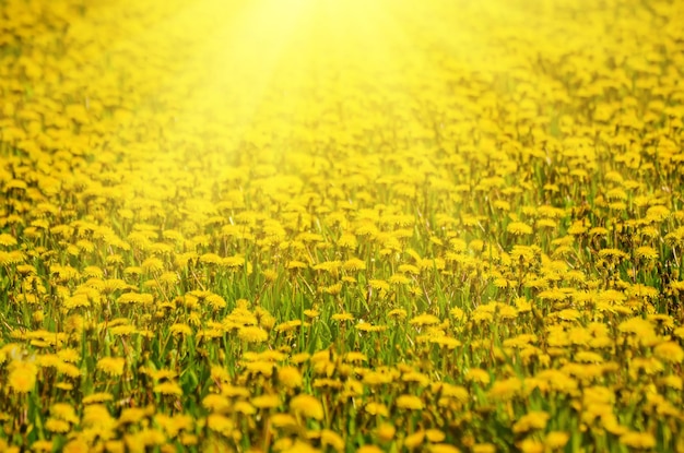 Flores amarillas de diente de león que crecen en el prado en primavera en la hierba verde con rayos de sol