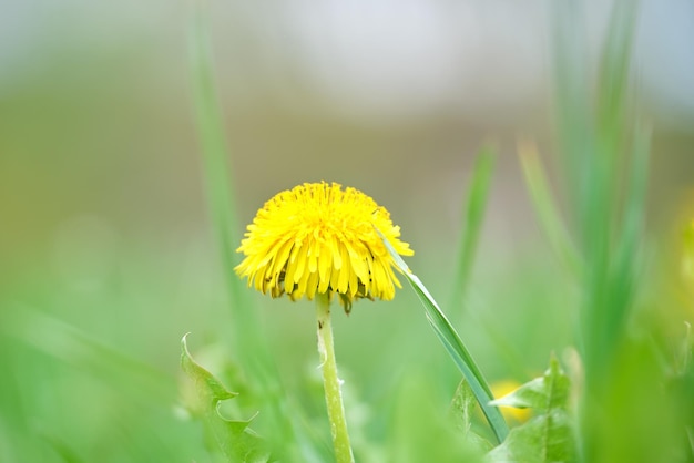 Flores amarillas de diente de león que florecen en la pradera de verano en un jardín verde y soleado.