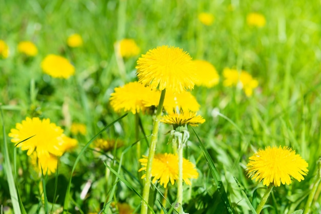 Flores amarillas de diente de león