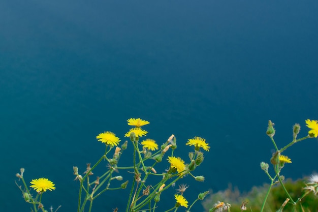 Foto flores amarillas de dientes de león en el fondo de la superficie azul del lugar del mar para el texto fondo natural