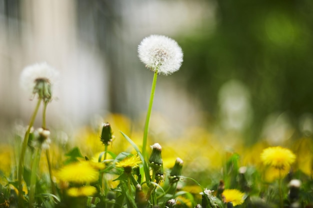 Flores amarillas de dientes de león en fondos verdes Fondo de primavera y verano