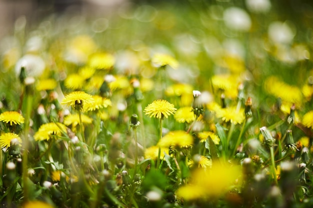 Flores amarillas de dientes de león en fondos verdes Fondo de primavera y verano