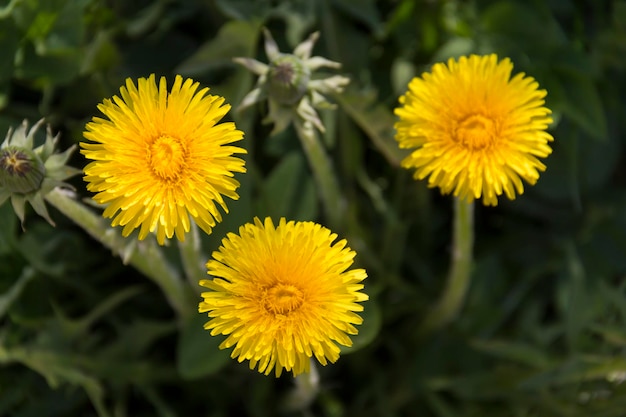 Flores amarillas de dientes de león en fondos verdes Fondo de primavera y verano