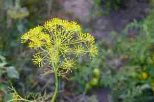 Foto las flores amarillas de eneldo en los campos de jardín de cerca anethum graveolens