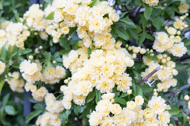 Flores amarillas enredadas en una hendidura