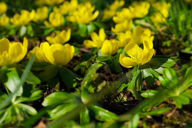 flores amarillas de Eranthis hyemalis, acónito de invierno