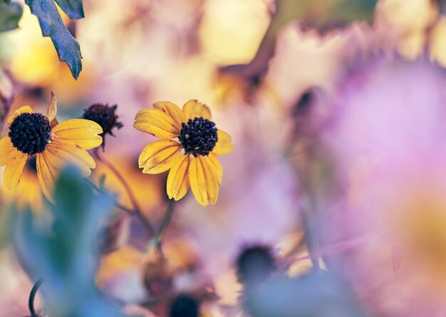 Foto flores amarillas en flor rudbeckia triloba