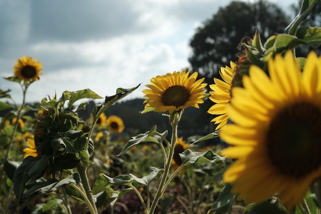 Foto flores amarillas floreciendo al aire libre