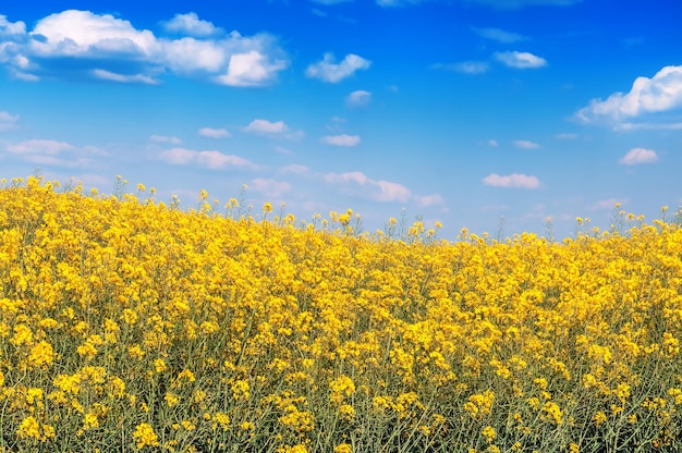 Flores amarillas florecientes del campo de la violación bajo el cielo azul. bandera ucraniana