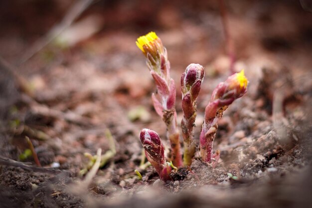 Flores amarillas florecientes de coltsfoot