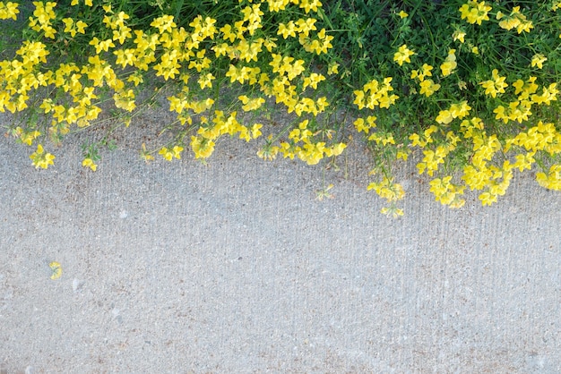 Flores amarillas y fondo de hormigón con espacio de copia