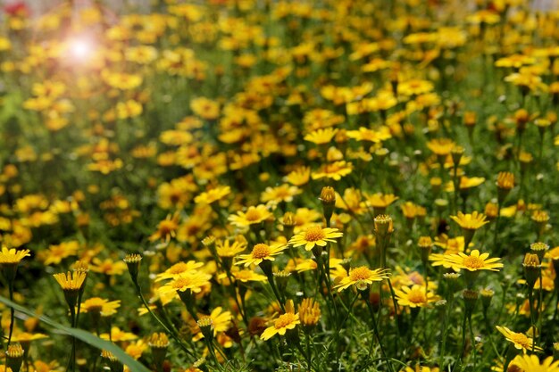 Flores amarillas en el fondo de verano del jardín.