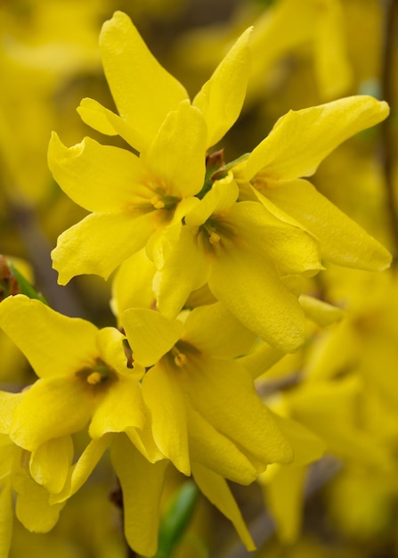 Las flores amarillas de forsythia traen una sensación de alegría y serenidad.