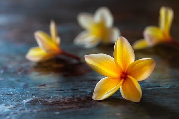 Flores amarillas del frangipani (plumeria) en el fondo de madera azul marino