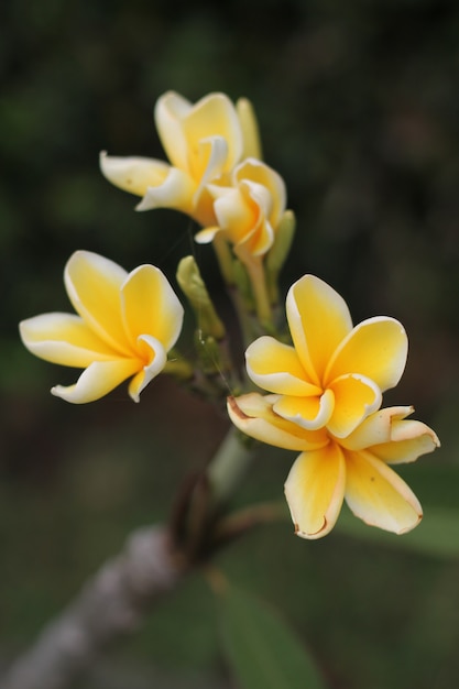 flores amarillas de frangipani