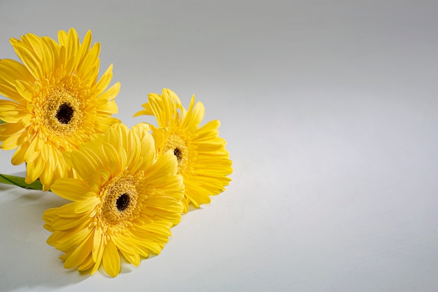 Flores amarillas del gerbera de la margarita en el fondo blanco. Primer plano con lugar para el texto.