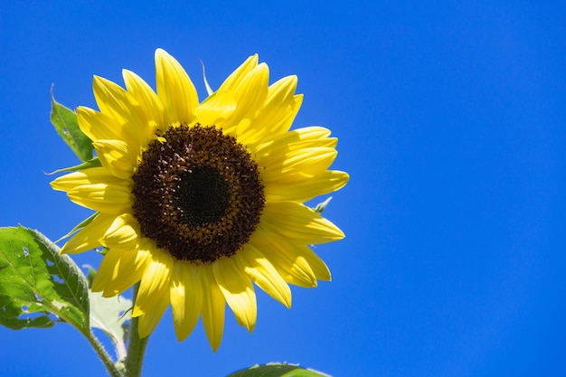 Flores amarillas de girasol en la planta