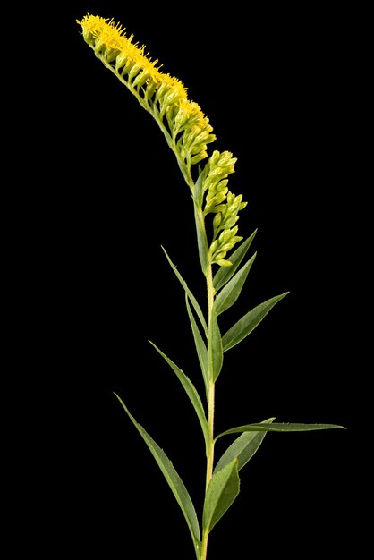 Flores amarillas de goldenrod lat Solidago aislado sobre fondo negro