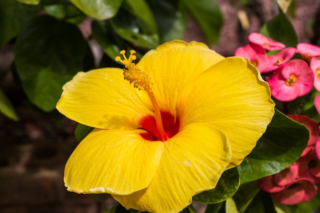 Flores amarillas del hibisco en fondo verde