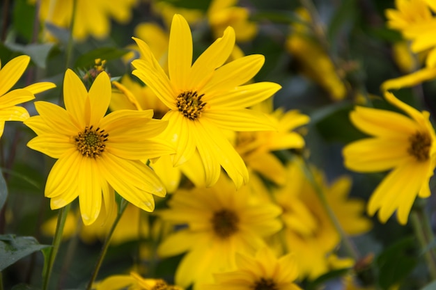 Flores amarillas del jardín de girasol, Helianthus tuberosus o alcachofa de Jerusalén