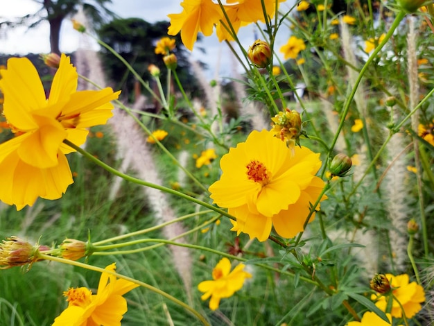 Las flores amarillas en el jardín, símbolo del brillo del verano, dan un ambiente fresco.