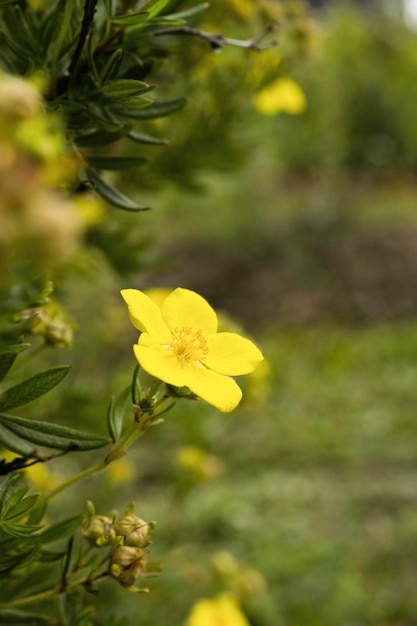 Flores amarillas en el jardín en verano