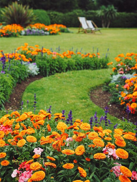 Foto flores amarillas en el jardín