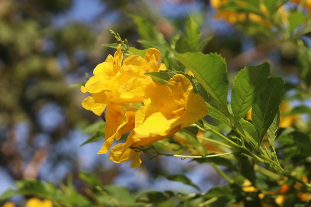 Foto flores amarillas en el jardin