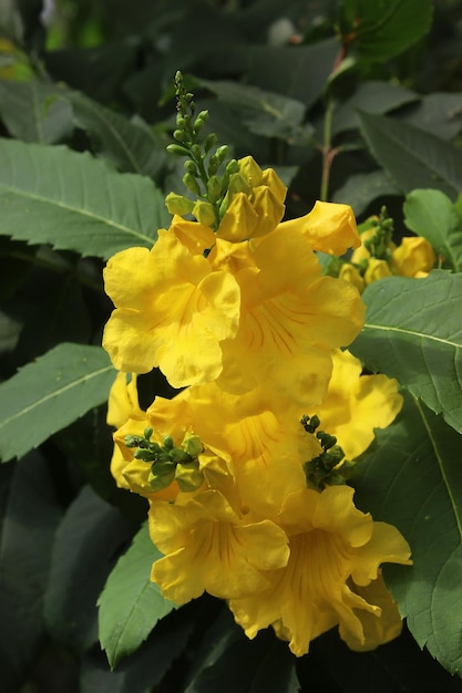 Flores amarillas en el jardín