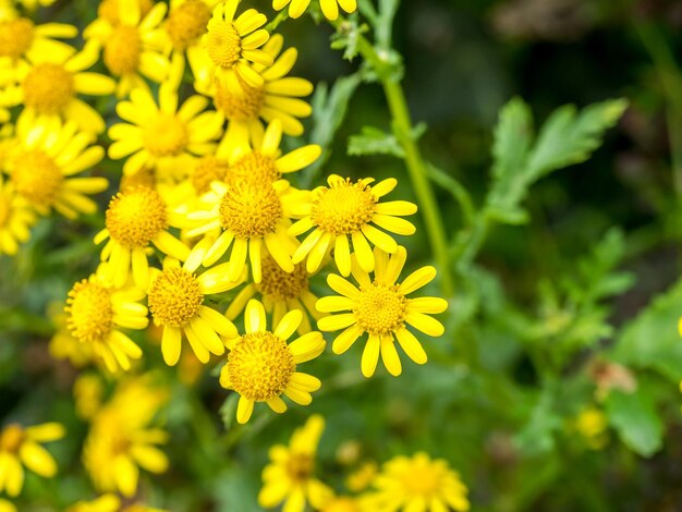 Flores amarillas en el jardín