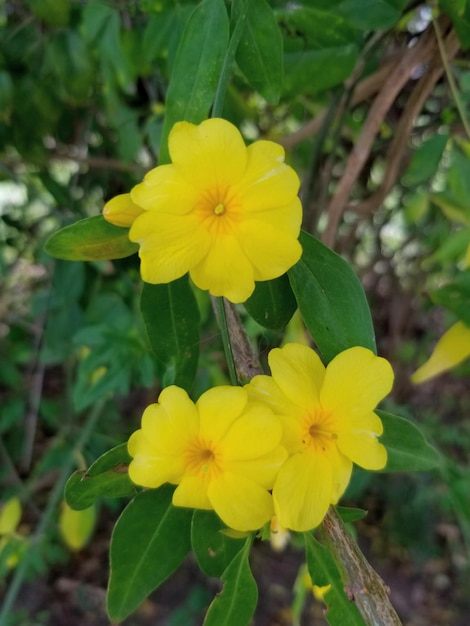 Flores amarillas en el jardín